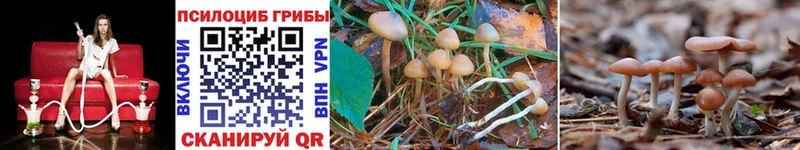 Купить  Берёзовский  Псилоцибиновые грибы Psilocybe 